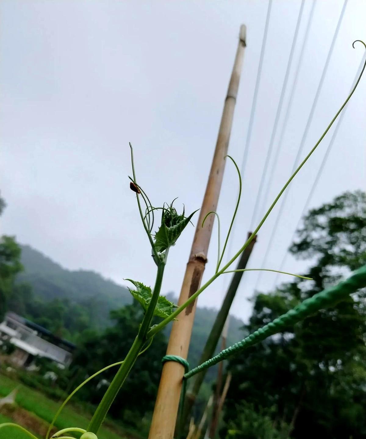 我的三伯父，今天早上走完了他平凡、动人的一生，享年80岁。堂姐说：他留有遗言，