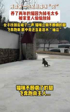 河南，一女子发视频分享，家中养了两年多的腿脚残疾猫咪，因最近掉毛多被家里人偷偷放