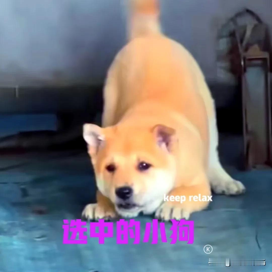 表弟花了八百八，在网上买了一只中华田园犬。表弟选中的很明显是一只黄狗白面，收到的