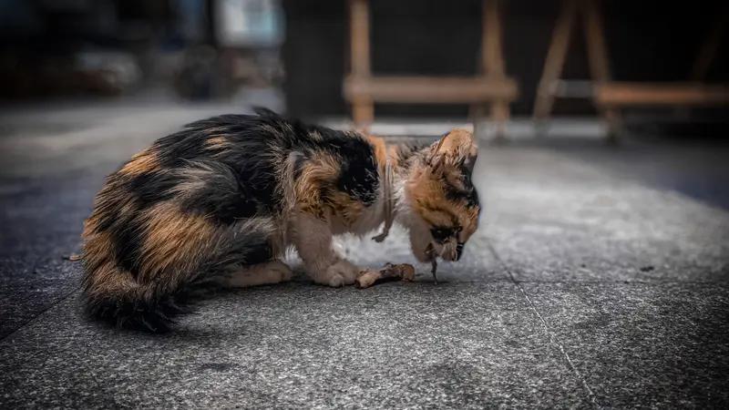那些体质良好、能够被收养的流浪猫，完全可以被养在家中。就像我家收养的那只流浪猫，