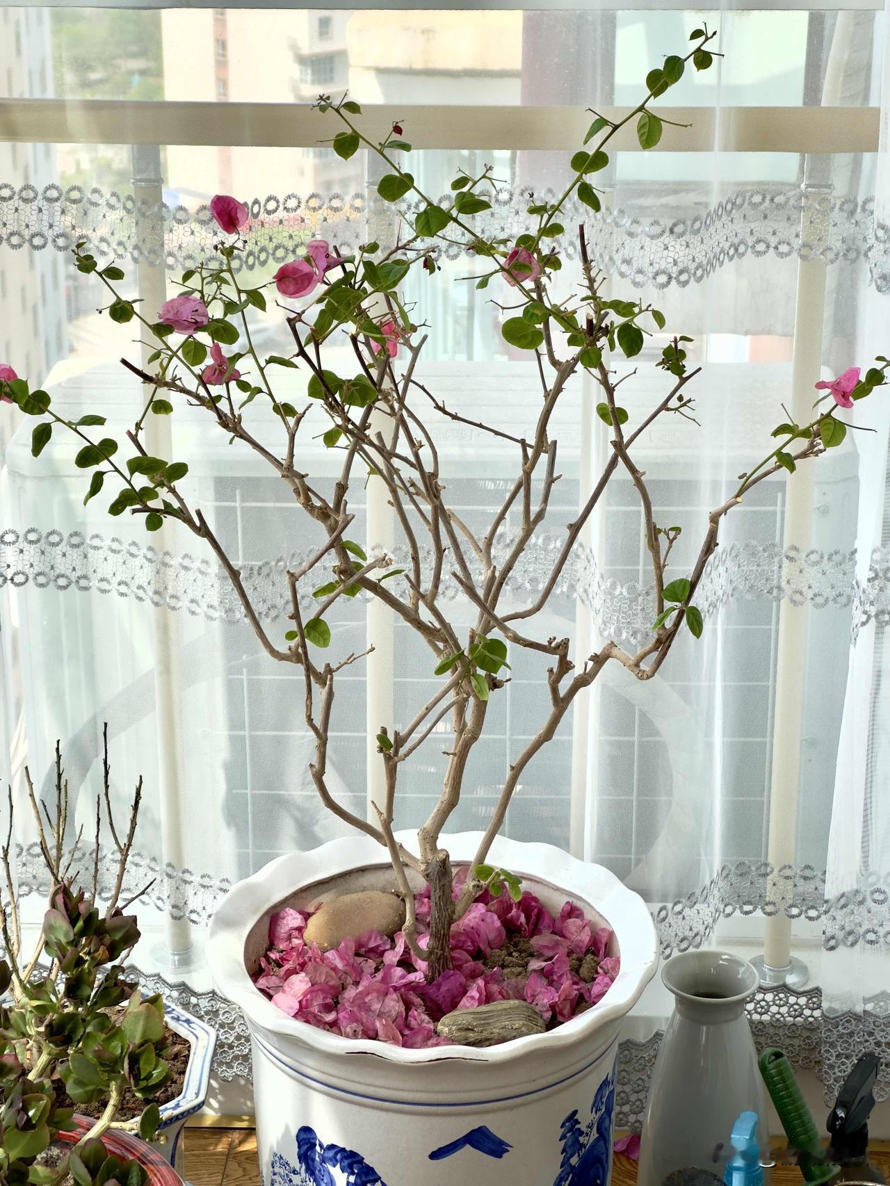 从初绽到花落尽历时40余天。修剪施肥后静待下次花开。盆栽三角梅