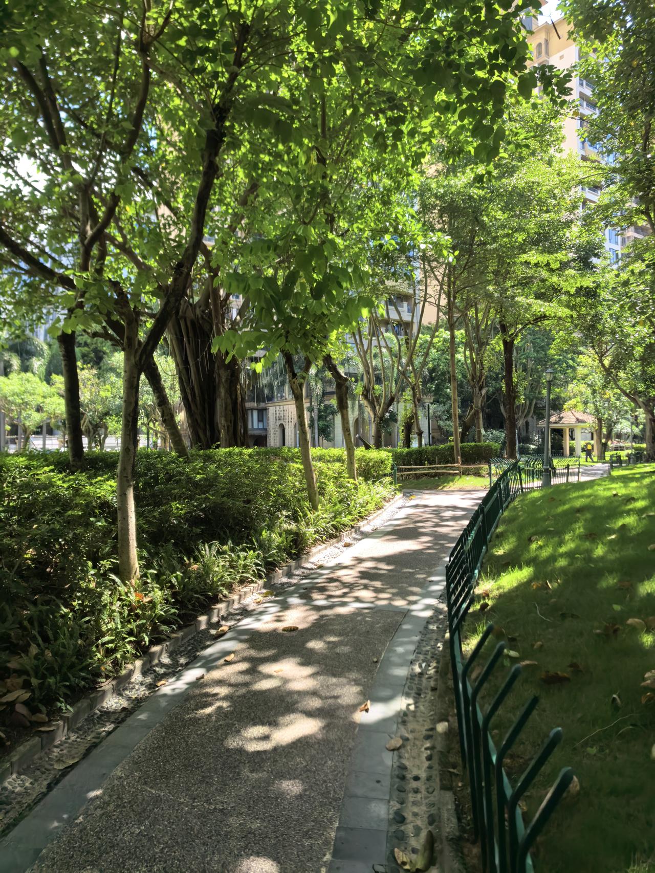 给同学说，这是我们在深圳租住的小区。老同学不信，说小区那有这么多这么大的树，还有