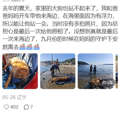 最长情的陪伴，是包容狗狗走不动的晚年最长情的陪伴人间值得有欢喜