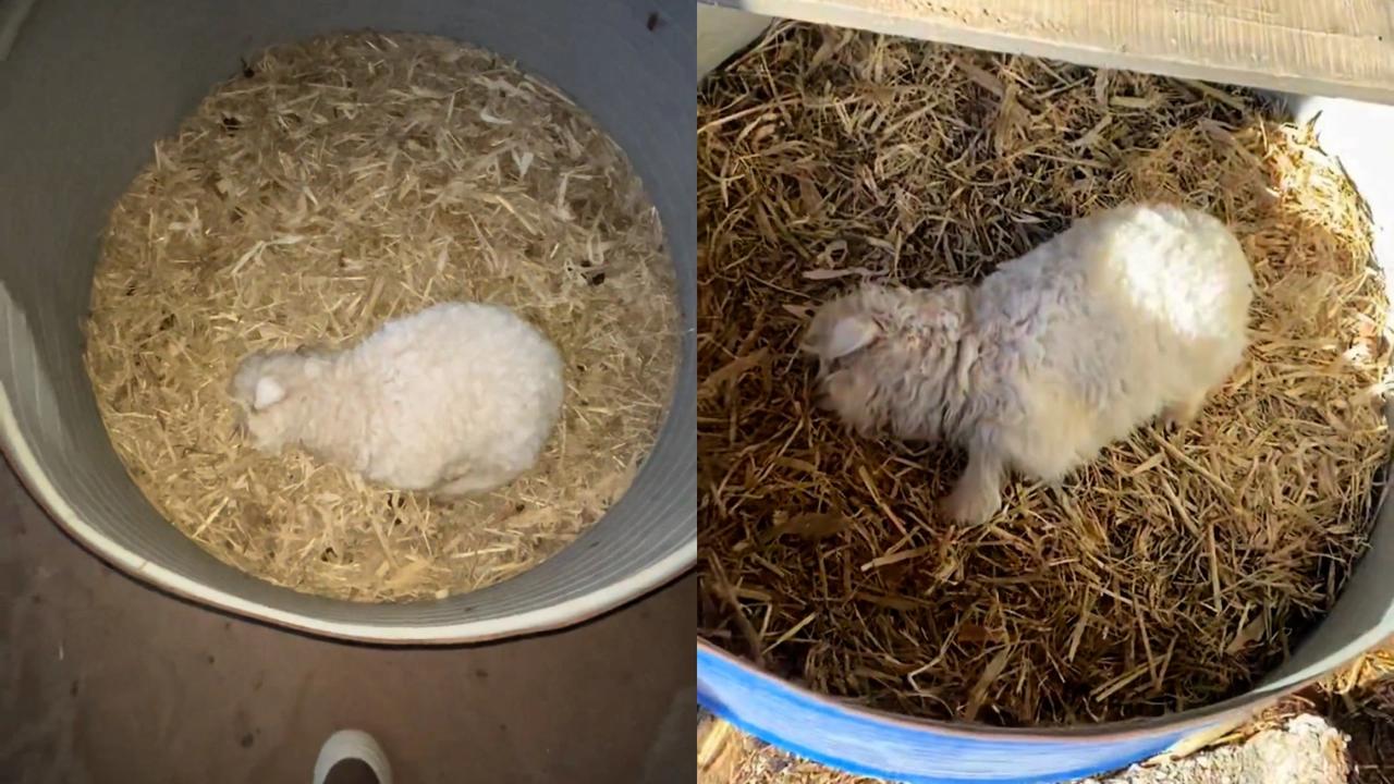 近日宁夏一小羊靠“装死”火爆全网。网友：“神评果然新脑子好用，不管是人类还是动物