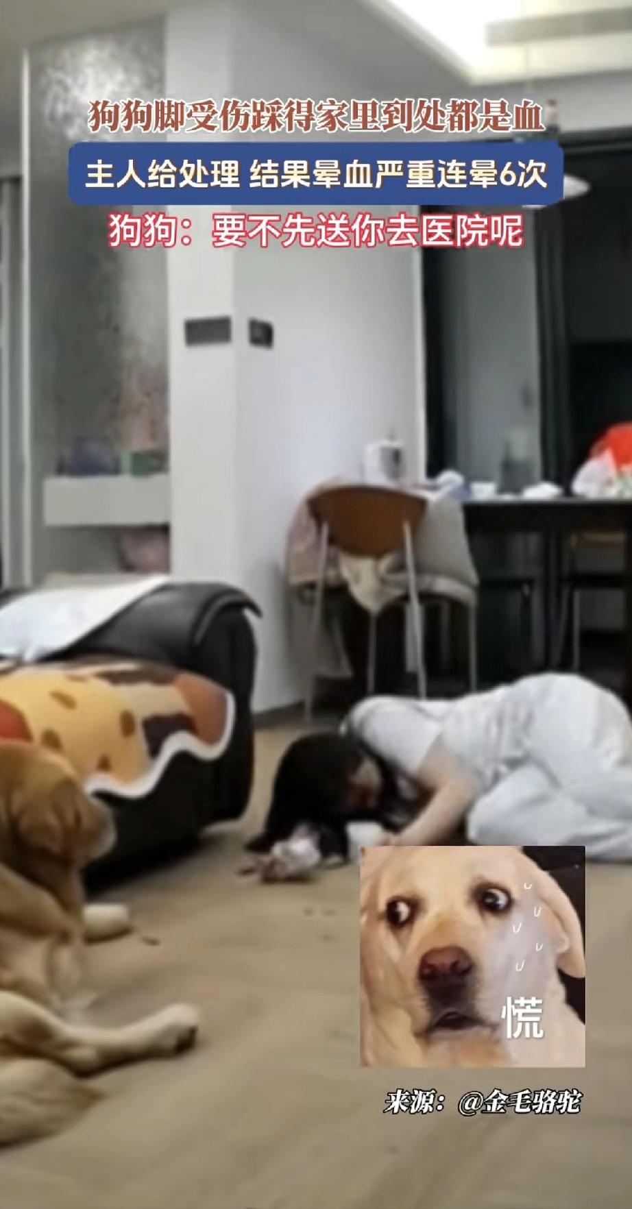 家里养的金毛脚受了伤，踩得地上到处都是血印子。主人心疼坏了，赶紧拿来药水给狗