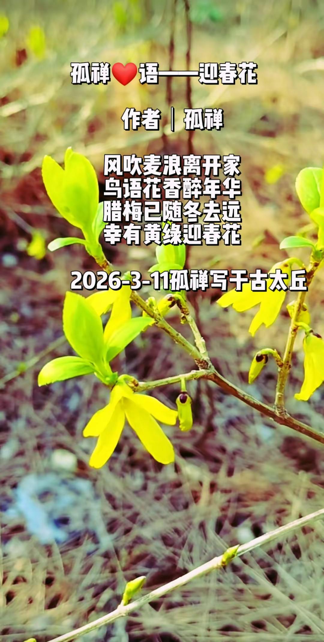 孤禅❤语迎春花诗词原创孤禅诗词