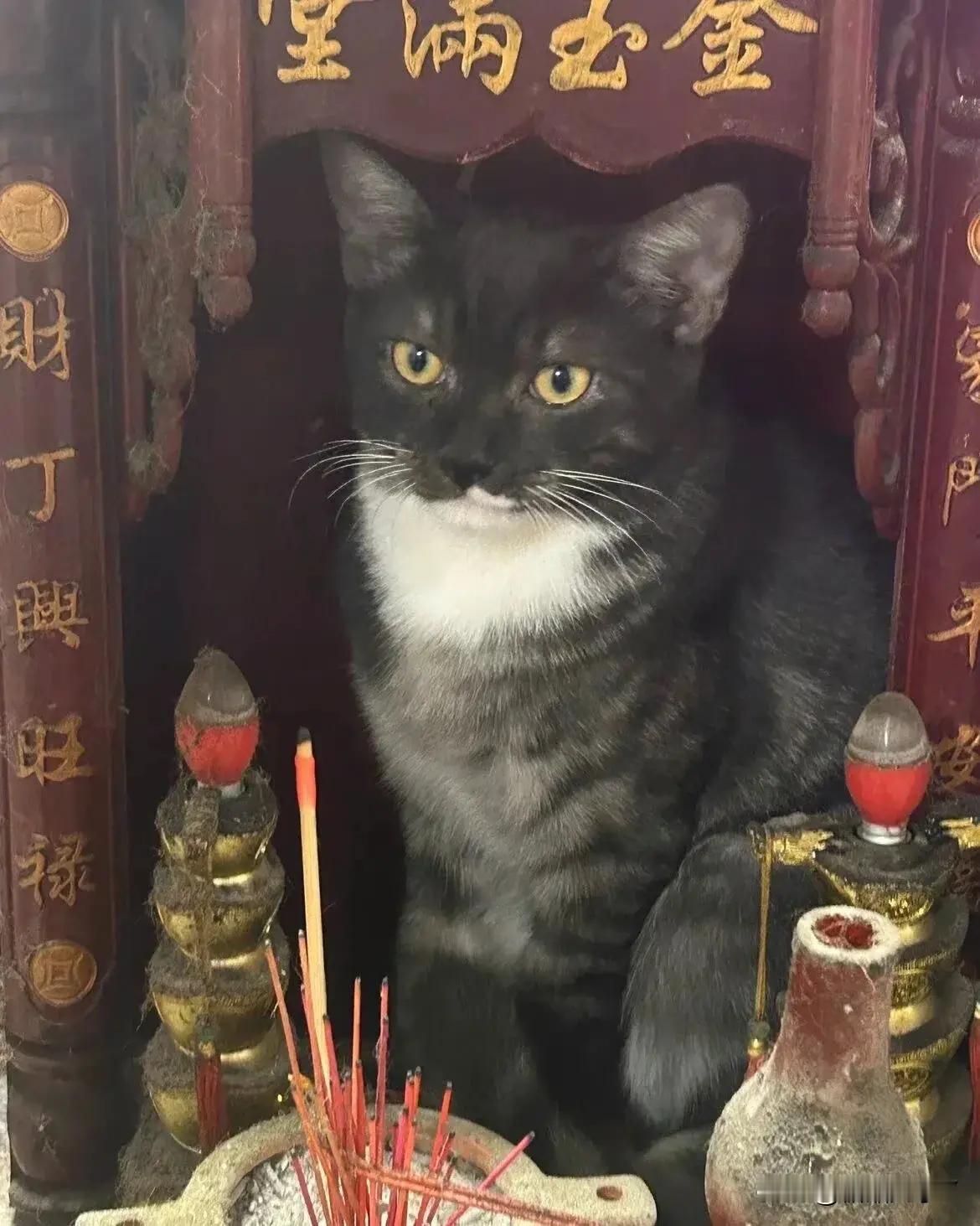 这是潮汕猫的统一姿势吗