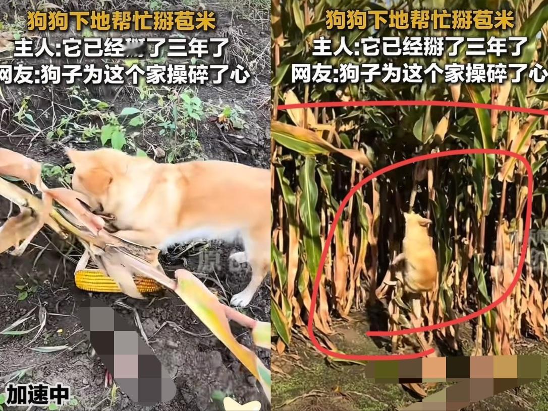 “不可思议！”10月黑龙江，一女子和家人下地掰玉米，家养的狗狗也跟着来到玉米地，