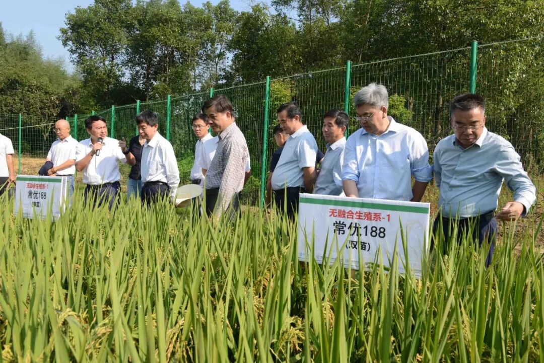 我国杂交水稻, 再获重要突破