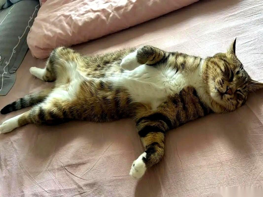 我感觉我被一只猫“pua”了。不，说准确点。是我们三户人家，被同一只猫，pu