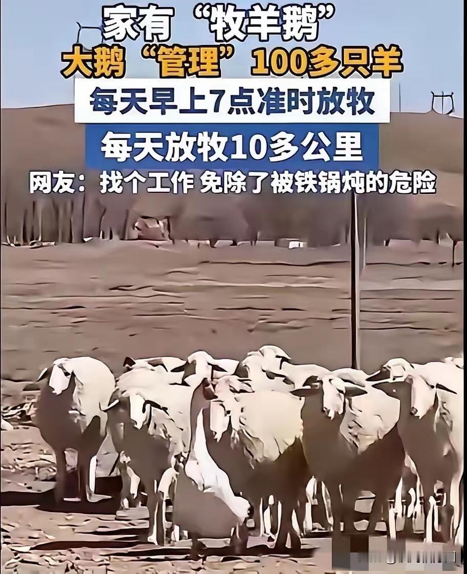 内蒙古奇闻：两只大鹅天天打架，主人无奈将其隔离，结果它竟成了百只羊的“总指挥”，