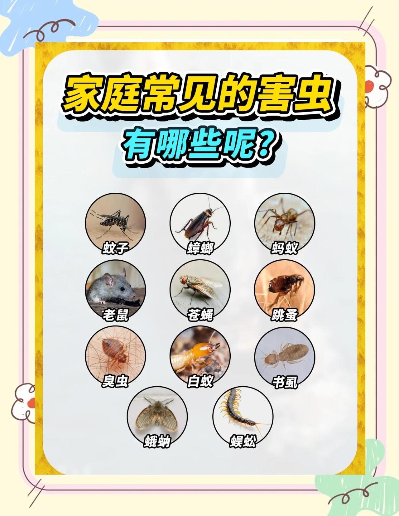 这种虫子看到一只，家里可能有无数只！别大意，你忽略的死角早已泛滥有没有过这样