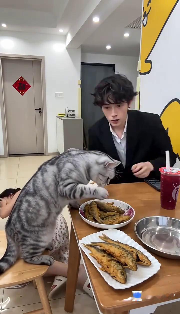 提米大宝贝，你家猫还挺馋。这猫成精了，你没事吧？这猫我可管不了。