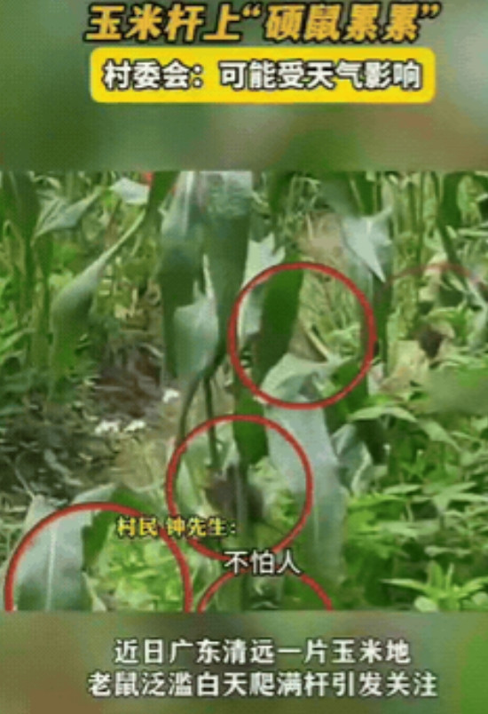老鼠不是最胆小？广东清远，男子去玉米地里除草，他听到有“窸窸窣窣”的响声，男子扭