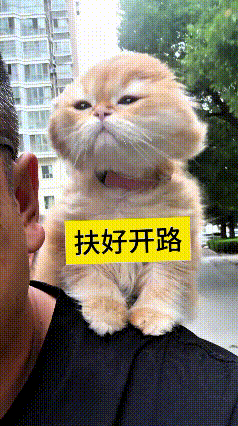 这视频我反反复复瞅了好几遍，实在笑的停不下来！你看这人骑电动车出门，直接把小橘猫