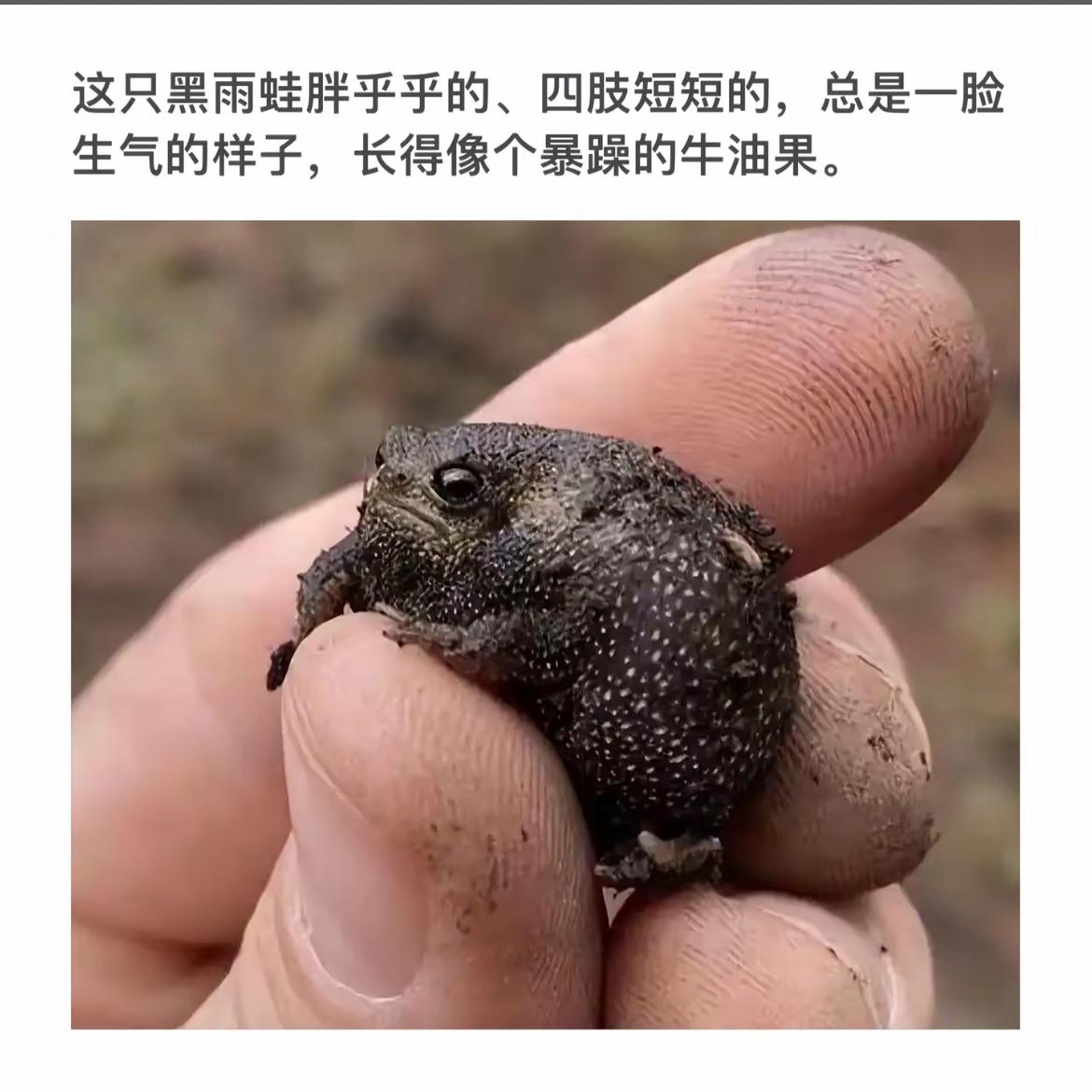 黑雨蛙的可爱瞬间，小身体大能量！
