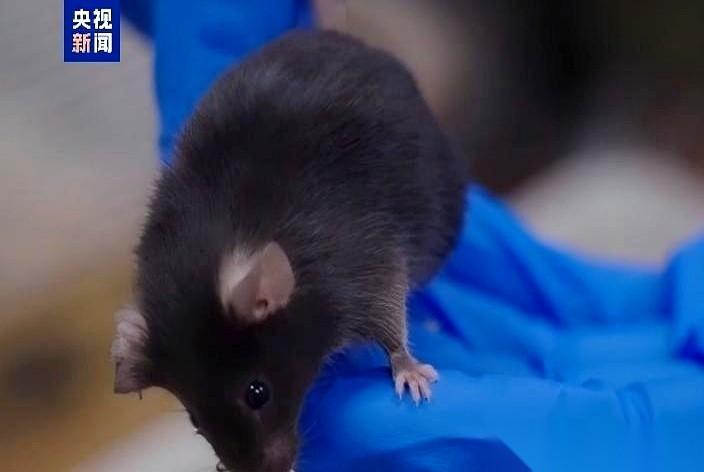 我今天看到一条新闻，差点没把手里的泡面碗给扔了。4只小黑鼠，坐着神舟飞船，上太