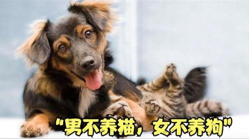 为什么老话说“男不养猫”、“女不养狗”？古人认为，猫性属阴，昼伏夜出，行动悄