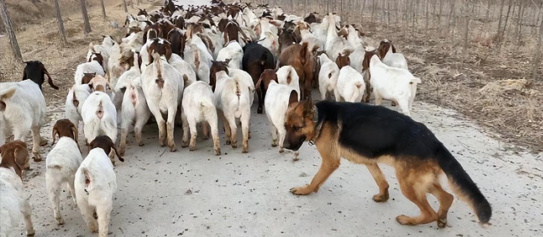 为什么狼群不敢袭击有牧羊犬的羊群？一位牧民解释说，在野外，如果狼攻击牧羊犬，这些
