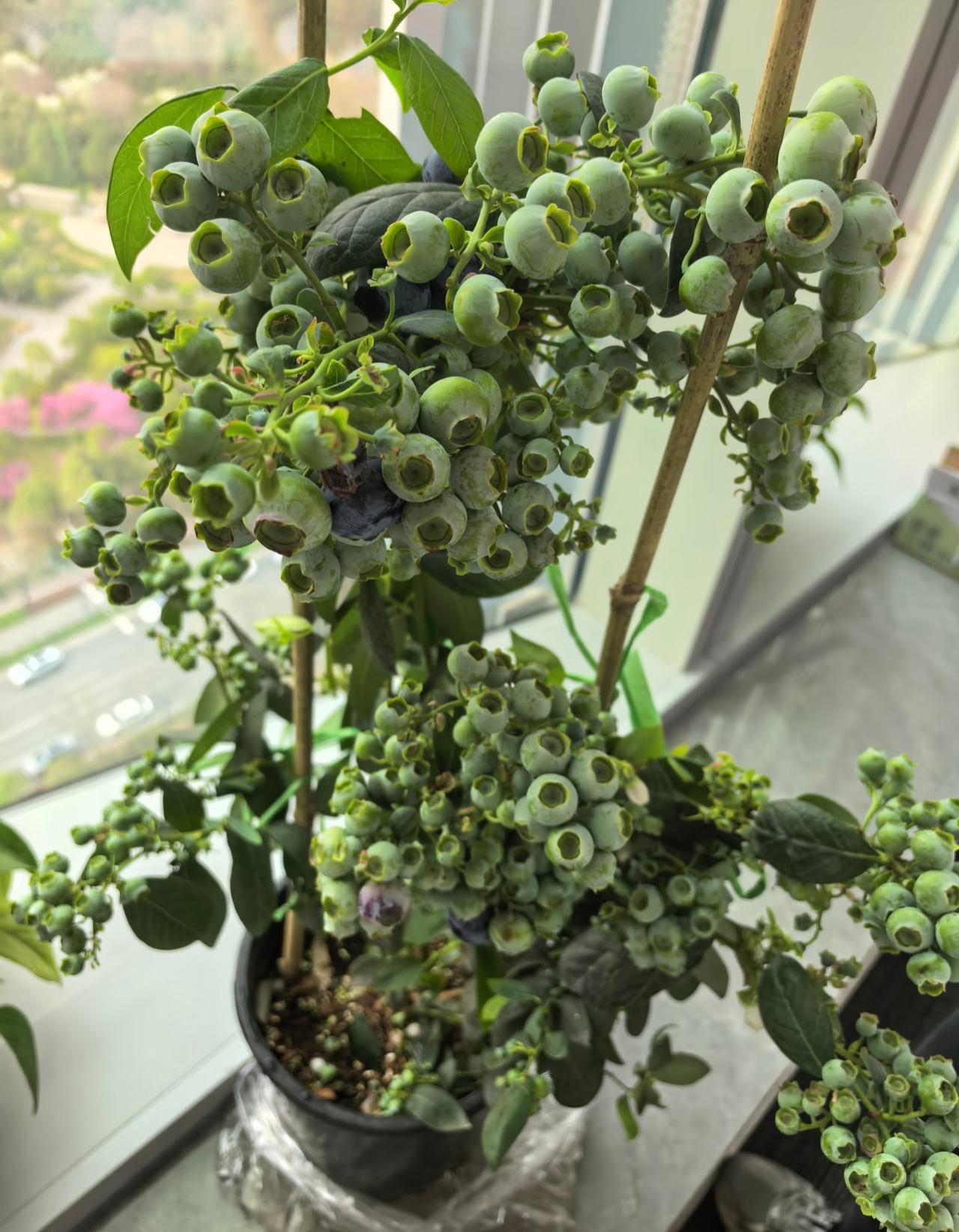 蓝莓树的生长日记！朋友家种的一棵蓝莓树，现在每天都看她发朋友圈晒果子。不过