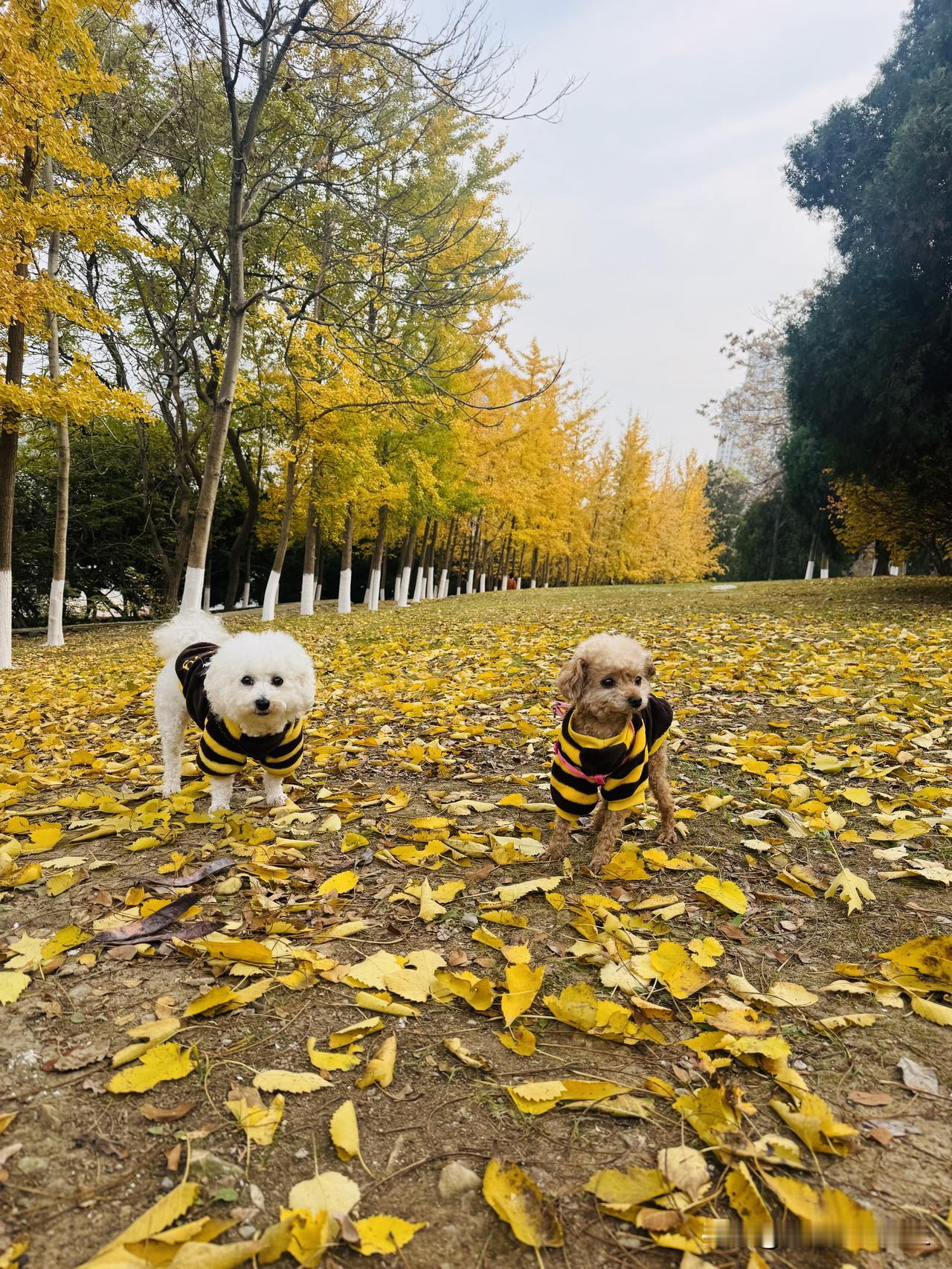 今天我得到了表扬。我家养了两只小宠物。今天上午在小区遛狗时，沫沫在人行道边上拉