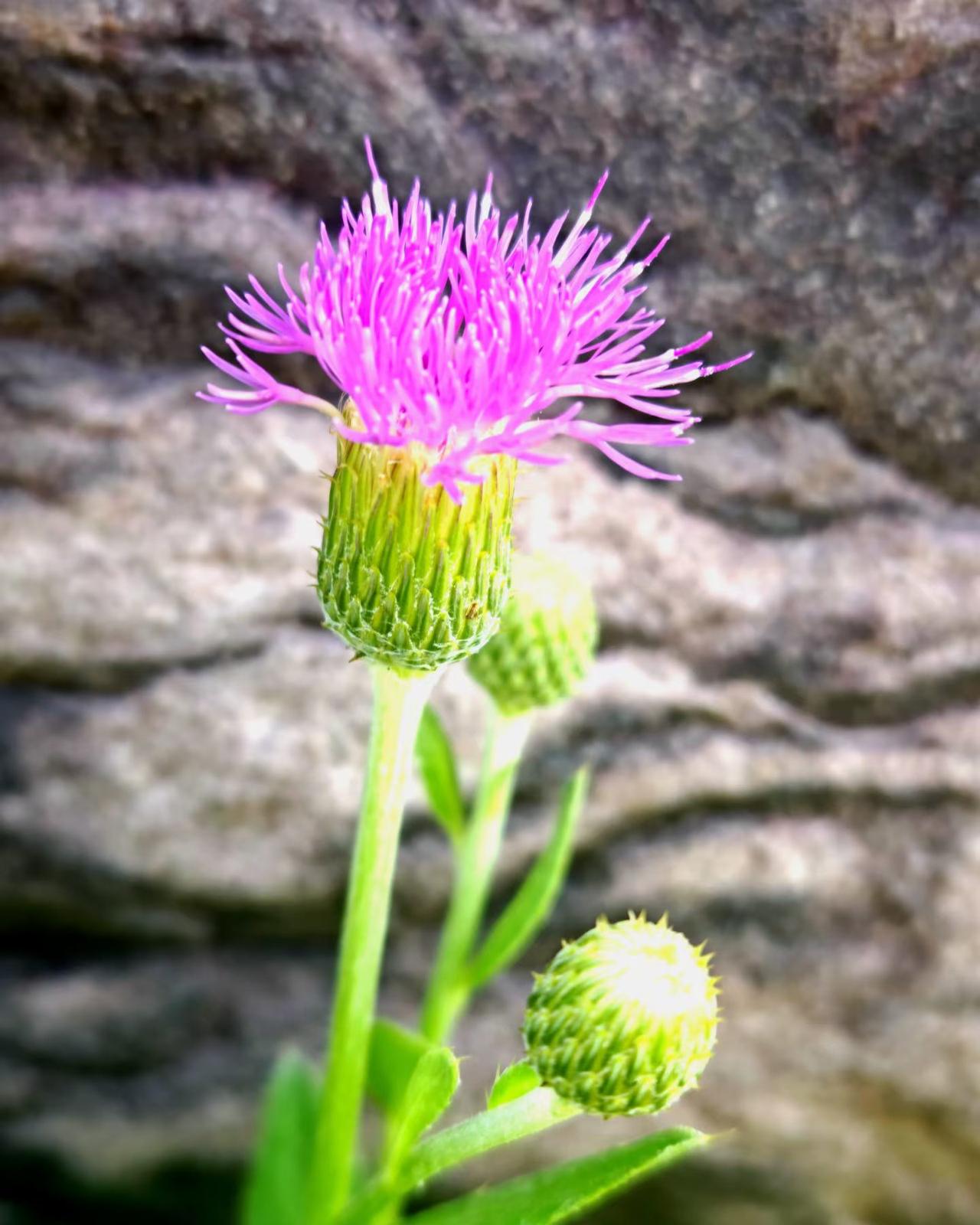 今天去江边散步，发现了这朵花在荒芜的偏僻之隅，竟然绽放得如此美丽，她不是炫耀于人