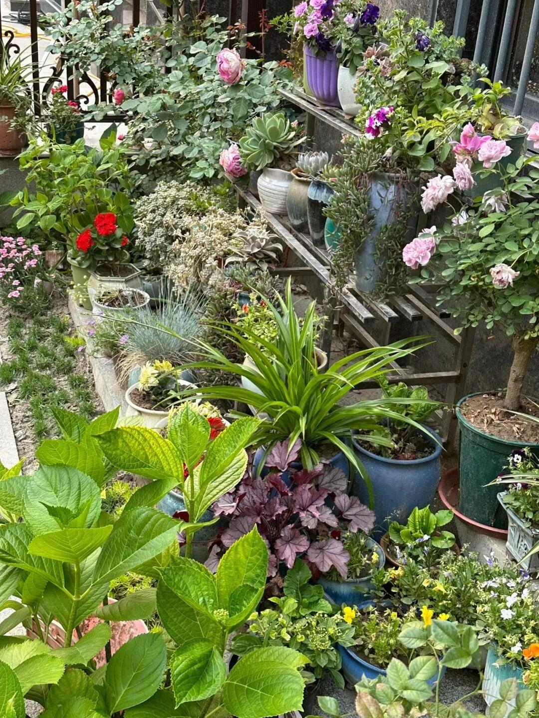 繁花似锦的小院，绿意盎然的植物，宛如世外桃源。