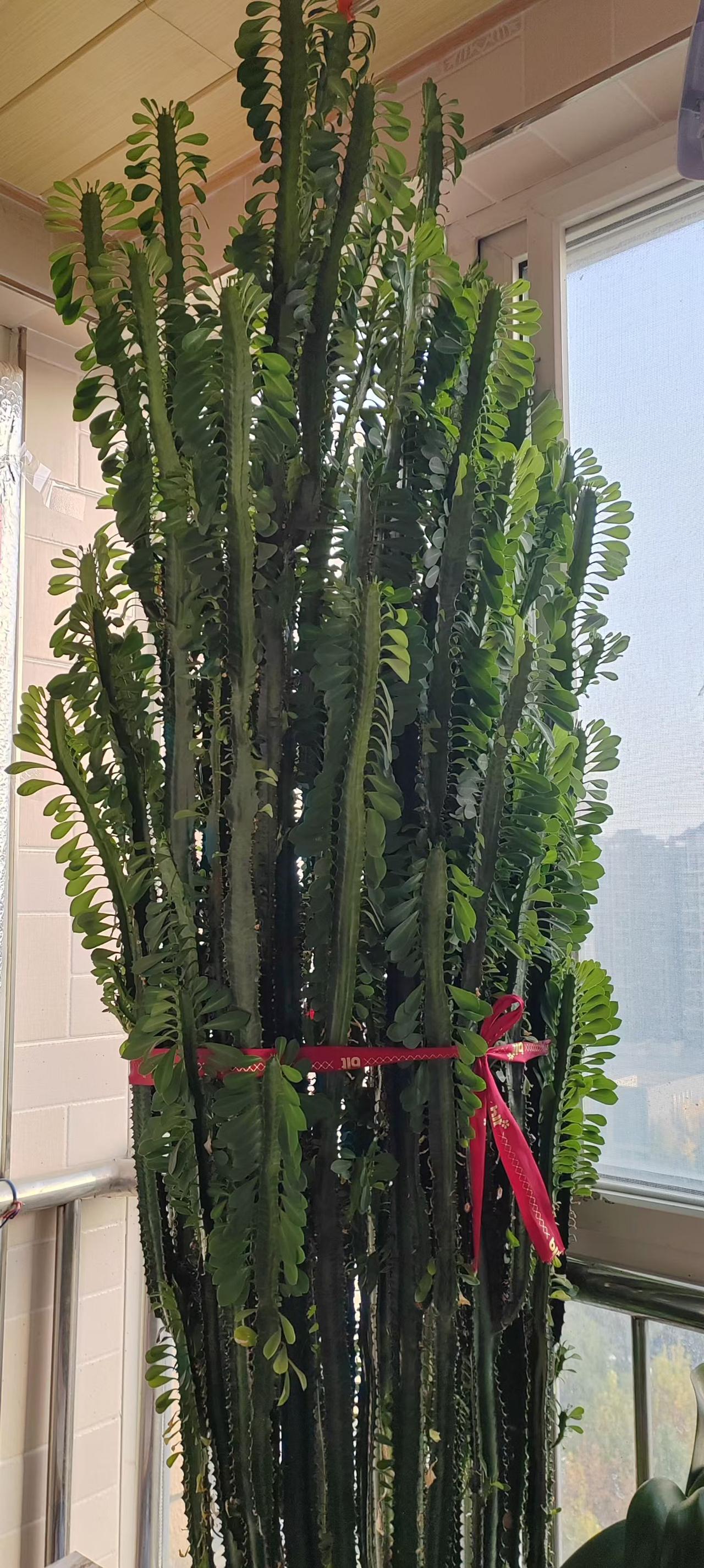 同事带着侄女来医院做检查，检查结果是乙肝大三阳。弟媳妇看着7岁女儿的化验单哭