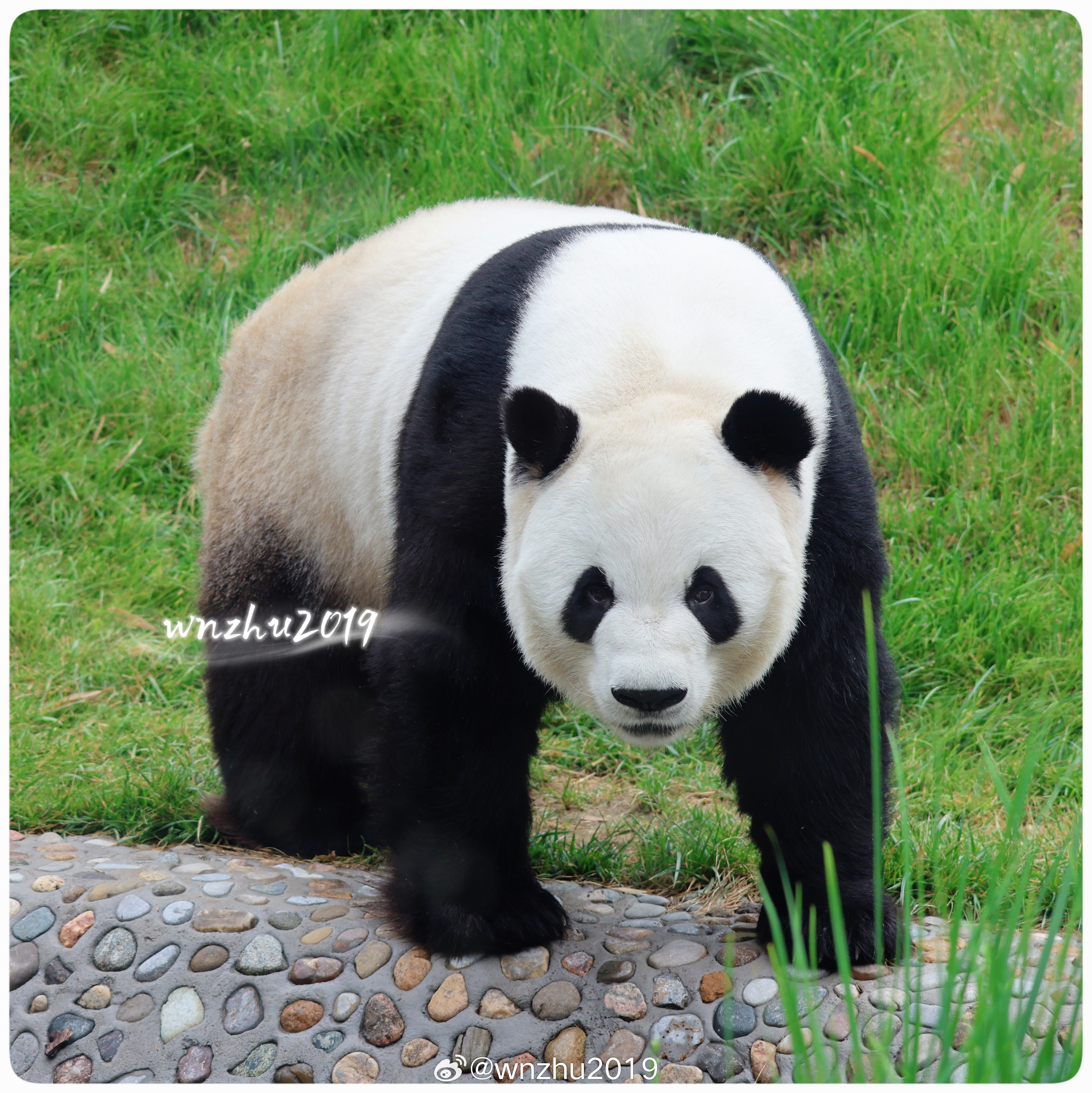 大熊猫萌兰小么么！别家机构的石头山是这样婶的……，除了心疼我么，再也没啥可说的