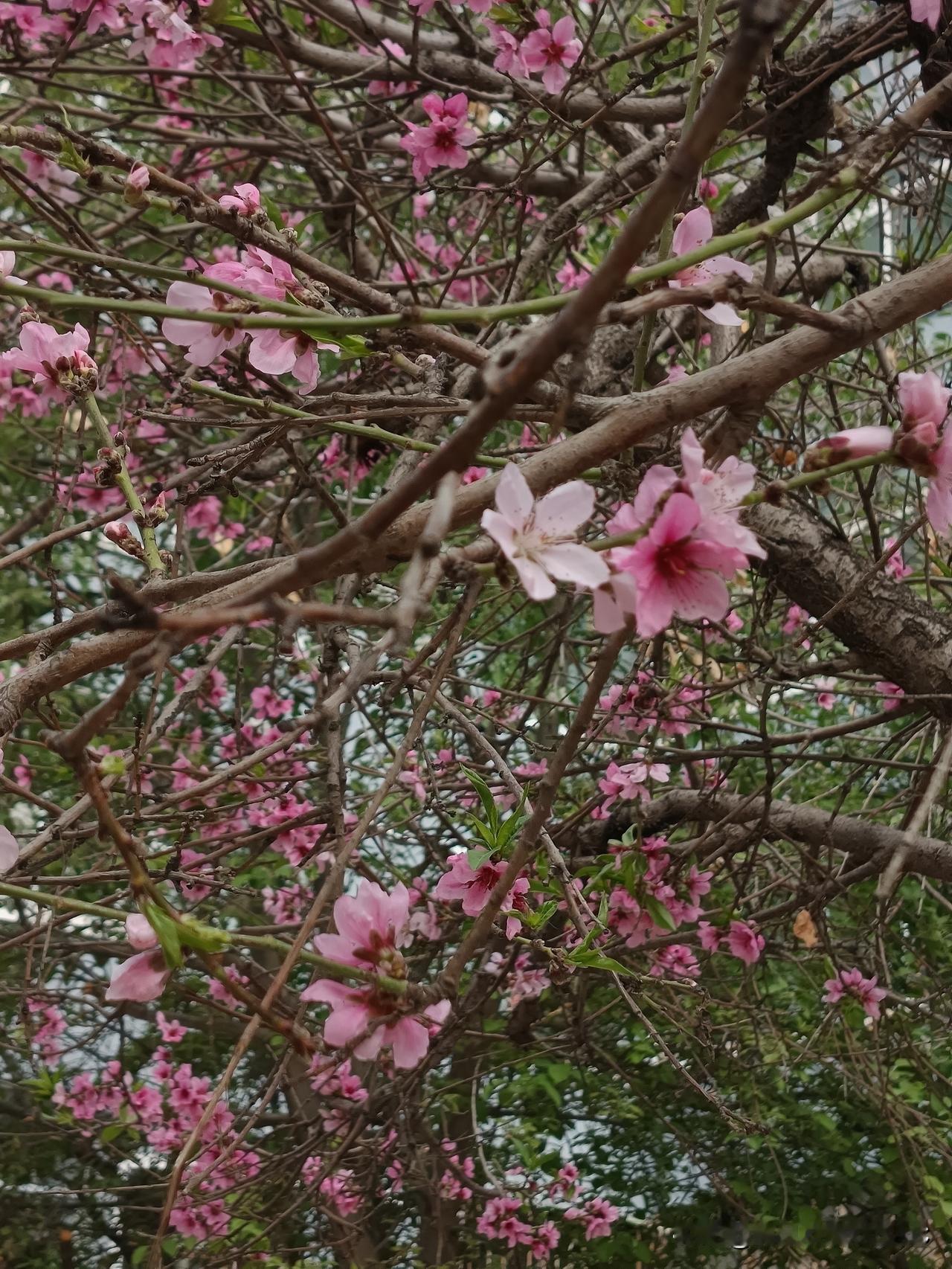 同样是照顾老爹，我曾经特别羡慕我朋友。她爹和我爹同岁，还小几个月，85、86岁