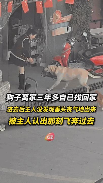 万物皆有灵性！江苏，狗狗不小心走丢三年多，竟然凭着自己的记忆找回了小时候长大的家