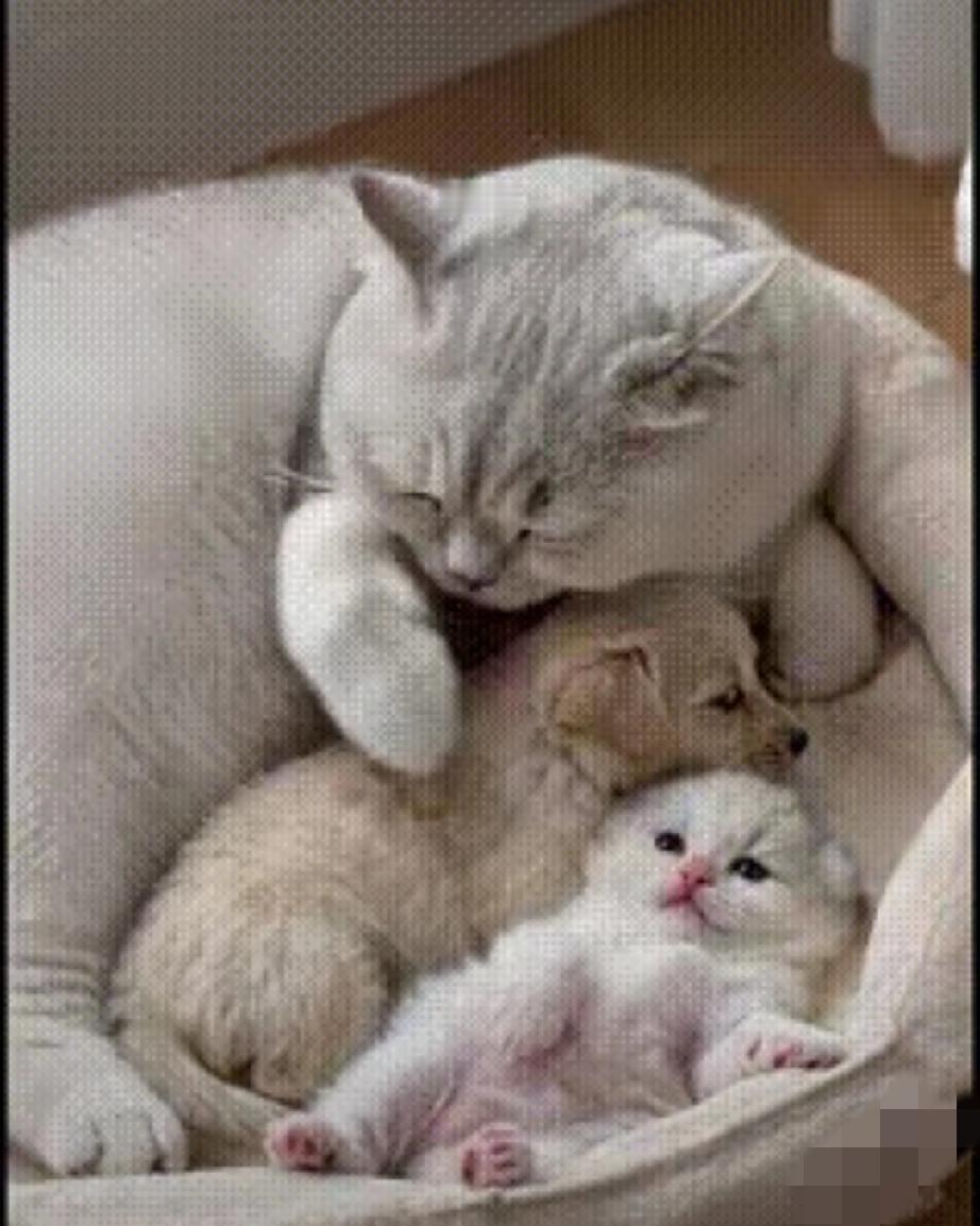 心都化了！猫妈妈竟把小狗和小猫一起搂怀里养，画面暖到骨子里谁能扛得住这种