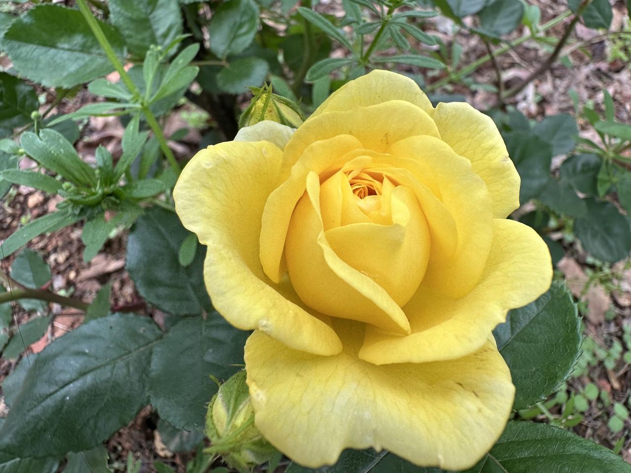 一觉睡到自然醒，7:48了！自从退休后，没有轮到照顾母亲的时候，每天都是假日