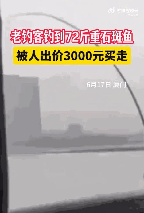 2025年6月福建厦门，一男子冒雨在河边钓鱼时，竟钓上来一条72斤重的石斑鱼！更