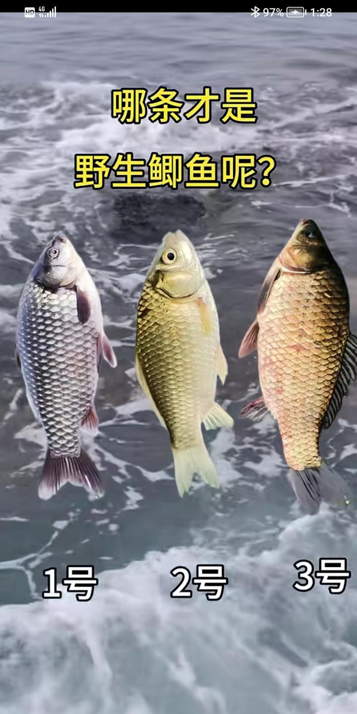 不是我吹，一般人还真不知道，几号鱼是野生的，如果你知道，证明你是钓鱼高手！