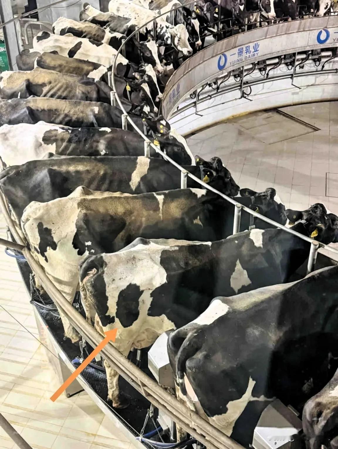 天呐......我再也不要喝牛奶🥛了这些奶牛被关在这么狭窄的空间里，一