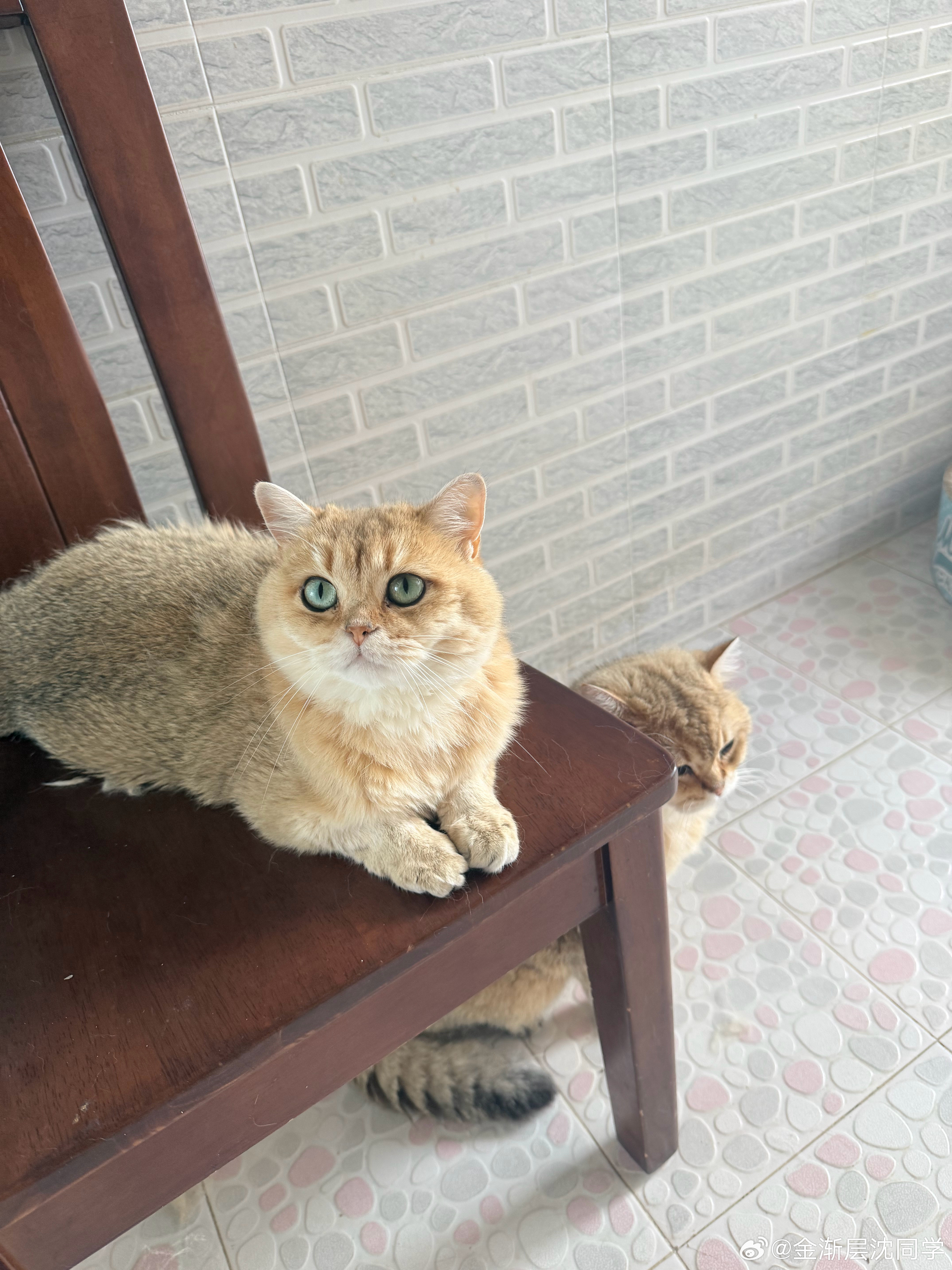 光明正大与暗中观察萌宠猫咪
