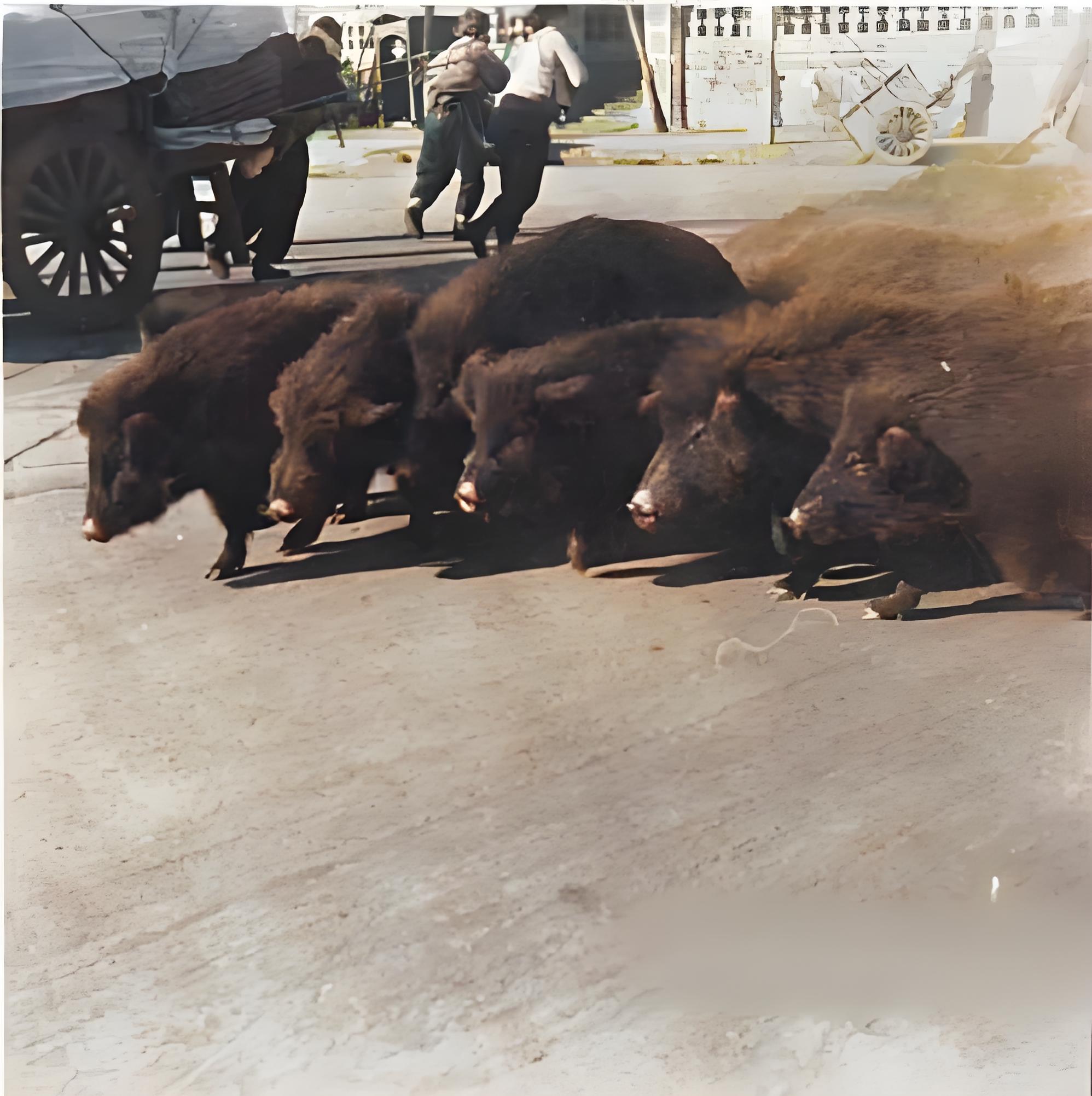 1940年，北京沦陷区，街道上的中国本土黑猪。