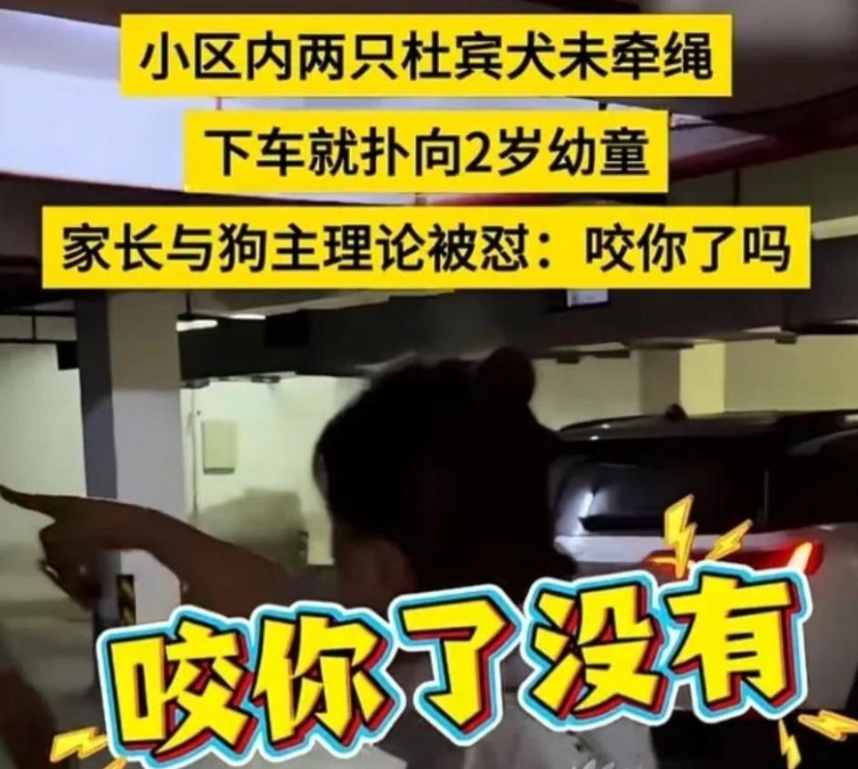江苏两只杜宾犬火了：恶犬背后，藏着更可恨的人祸！江苏丹阳，两只没拴绳的杜宾犬