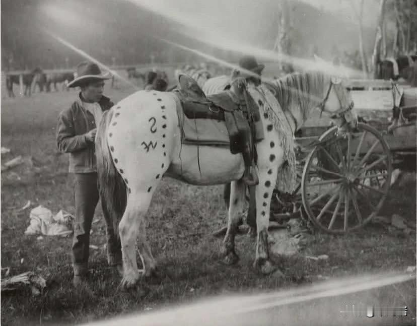 这张罕见的历史照片拍摄于1930年加拿大艾伯塔省（Alberta,Canad