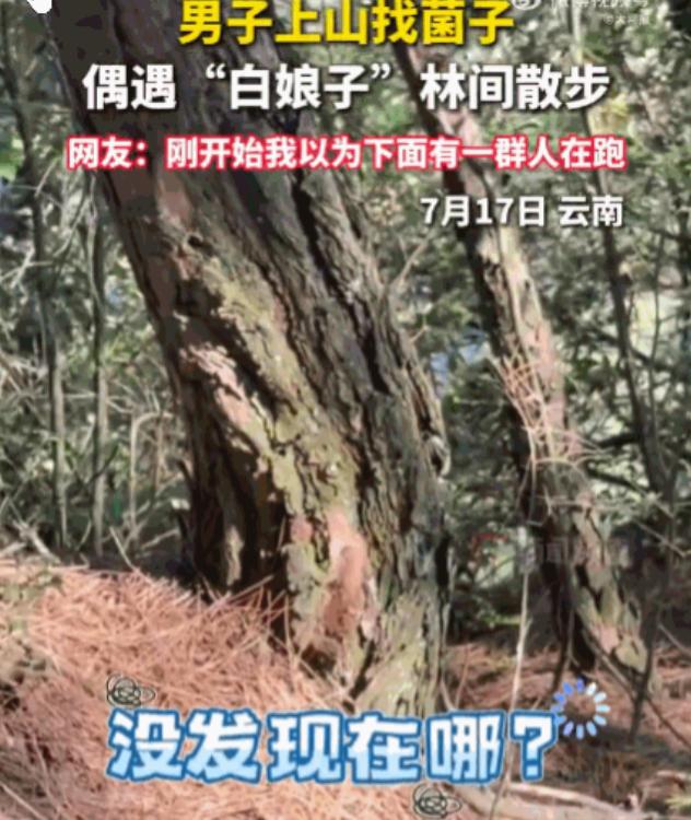 防不胜防！云南，一男子正低头在林中专心寻找菌子。猛一抬头，整个人瞬间石化！前方不