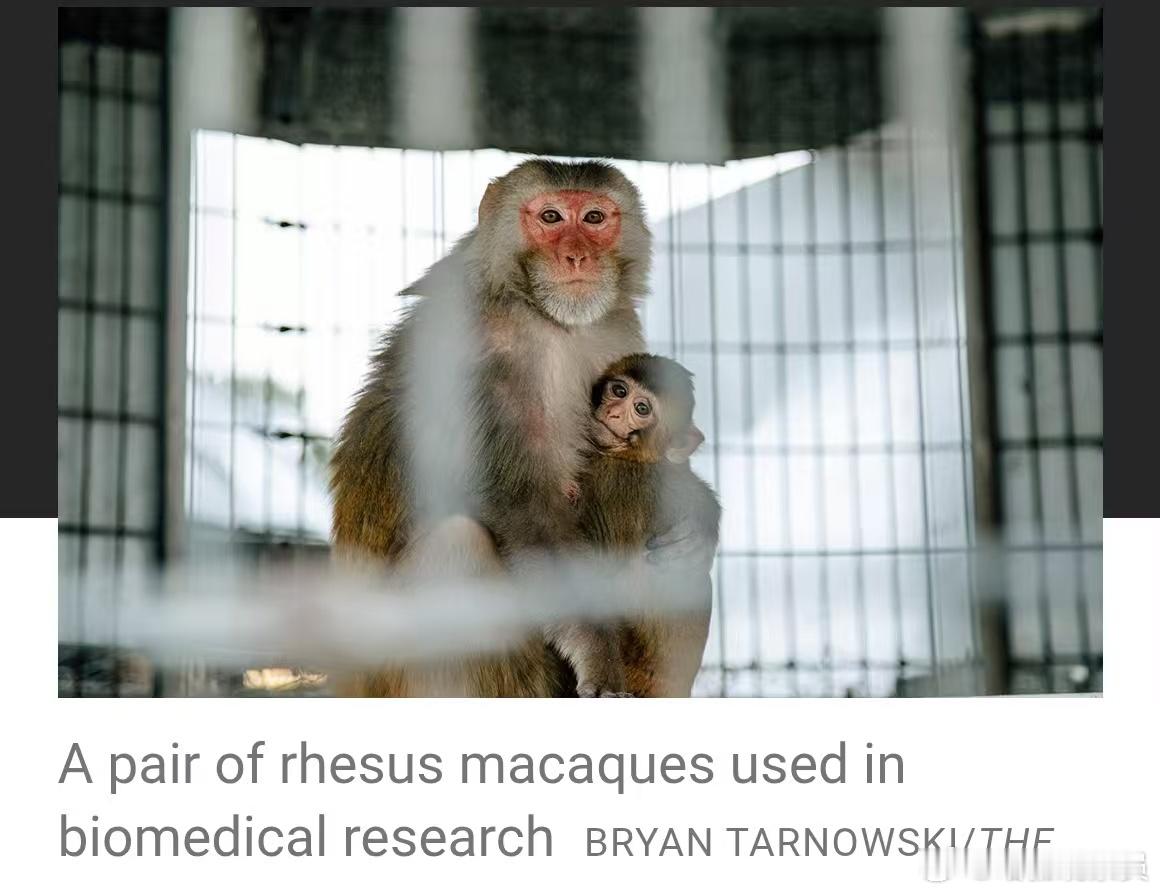 美国CDC宣布：将终止猴子实验研究！11月21日，据《科学》新闻（Sci