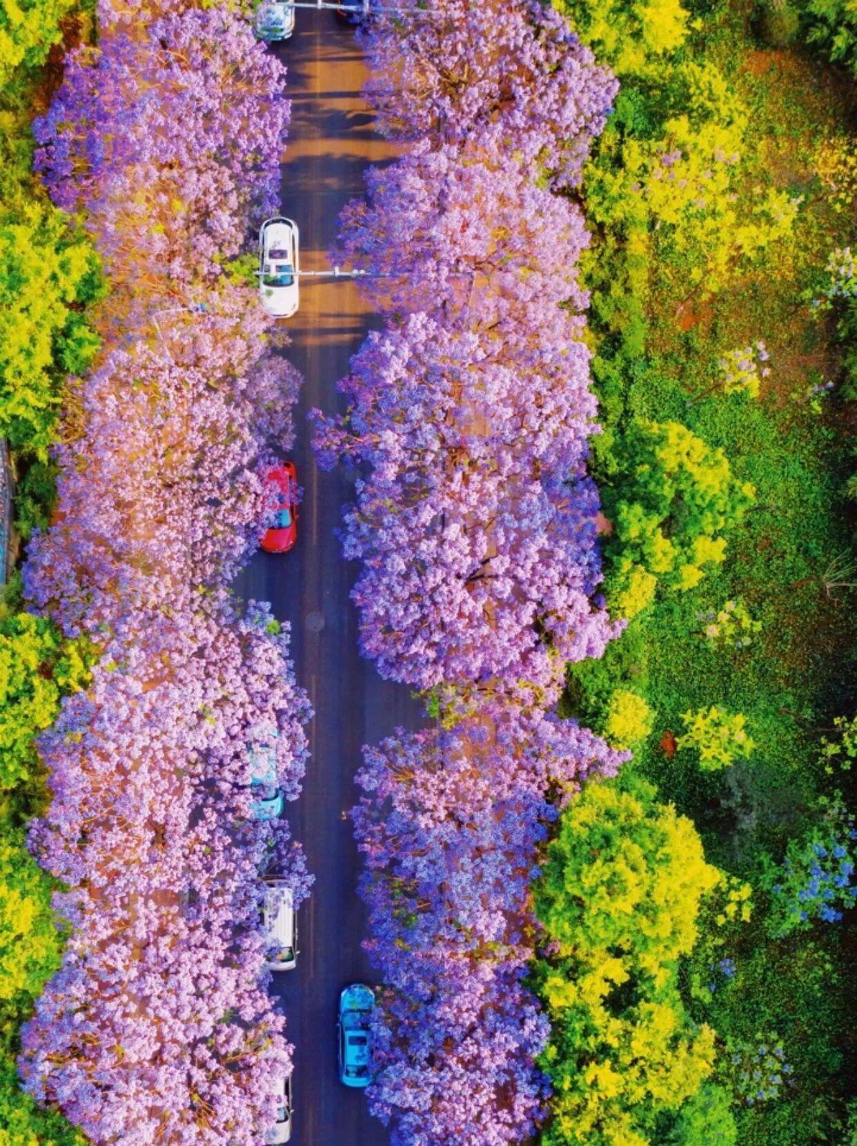 💜“总要为了这抹紫色去趟昆明吧！”现在的昆明，已经美成了莫奈笔下的油画。如果