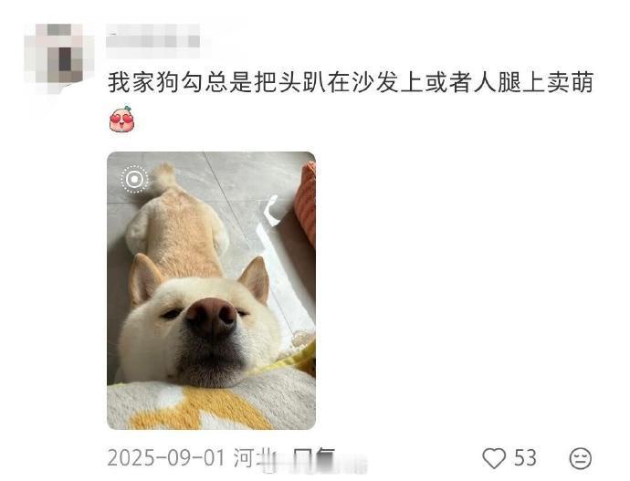 小狗真的很知道怎么撩人