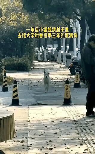 大学三年期间，这位女生经常投喂这只流浪狗……毕业后每次刷到别人发的校园狗狗视频，