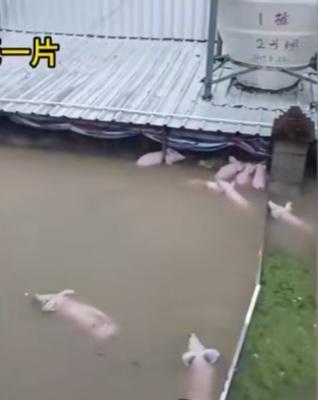 洪水中，先救博物馆价值10万的文物，还是先救自己猪场里一千块钱一头的猪？救文物