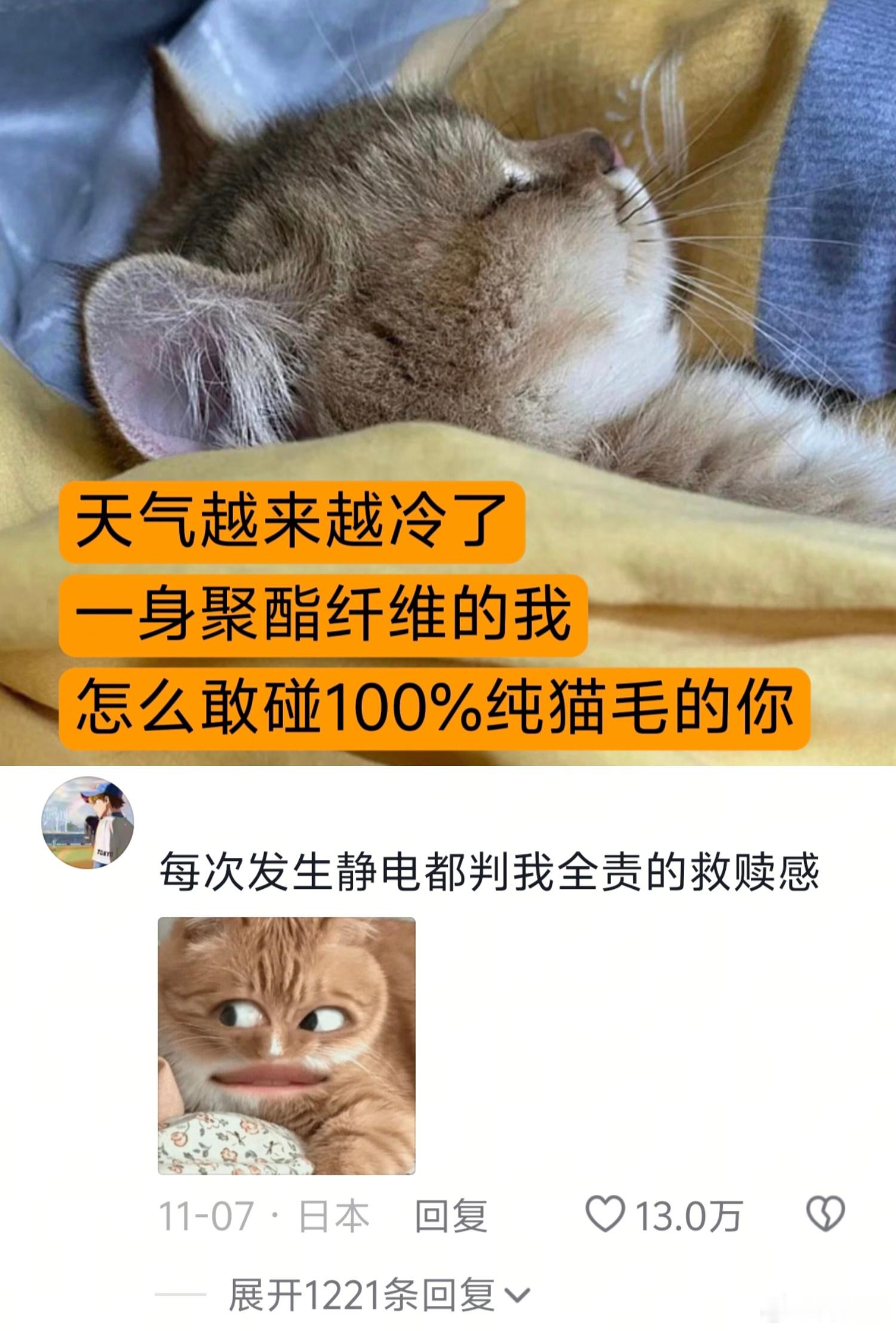 一身聚酯纤维的我怎敢碰一身100%纯猫毛的你
