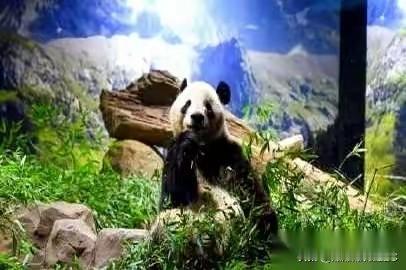 晓晓和蕾蕾落地成都了，但这事儿最戳我的，真不是什么“欢迎回家”的大排面。而是