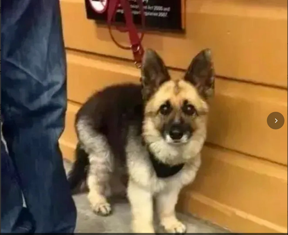 德牧患侏儒症终生长不大，医生建议安乐死，主人力排众议精心抚育…嗯国外一网友家的德