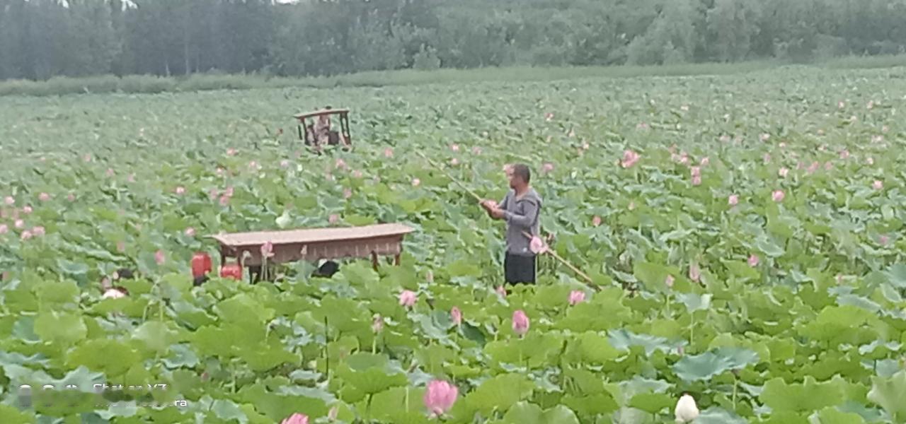 黄河故道欣赏万亩荷花，整个暑假都闷在家里，没有出门儿。天气稍凉便和老公一起去